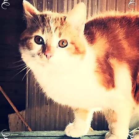 Gasthof Luonto-olohuone *