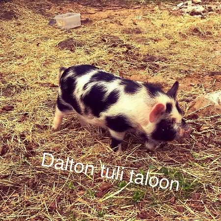 Luonto-olohuone Gasthof Yli-Ii