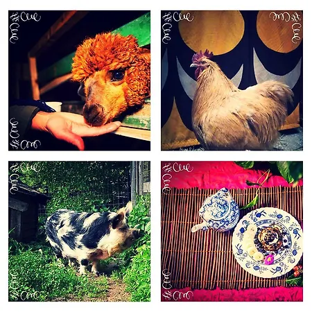 Luonto-olohuone Gasthof Yli-Ii