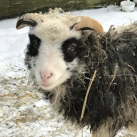 Luonto-olohuone Gasthof