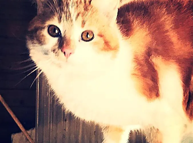 Mini-hôtel Luonto-olohuone *