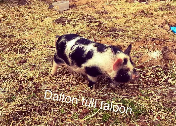 Luonto-olohuone Mini-hôtel Yli-Ii