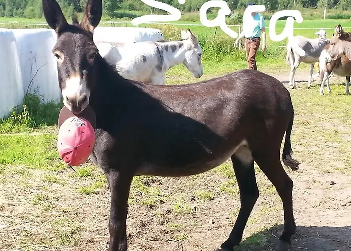 Luonto-olohuone Mini-hôtel