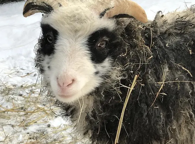 Luonto-olohuone Mini-hôtel