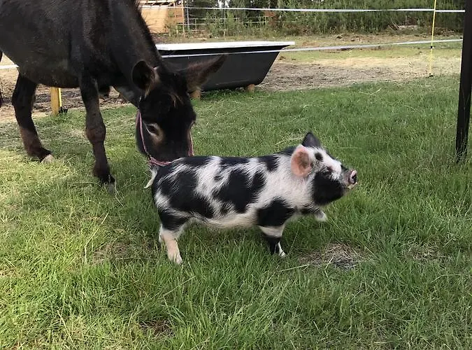 Luonto-olohuone Mini-hôtel